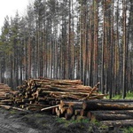 В Житомирской области продолжается незаконная вырубка леса