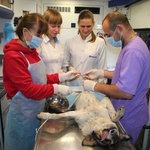Организация «Four Paws» стерилизовала в Житомире почти две сотни бездомных животных
