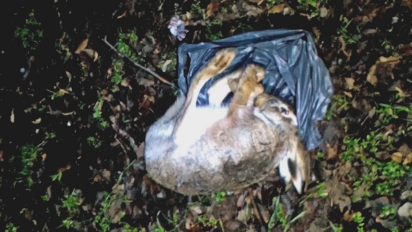 Кримінал: В Житомирской области задержали троих браконьеров, устроивших ночную охоту на зайцев