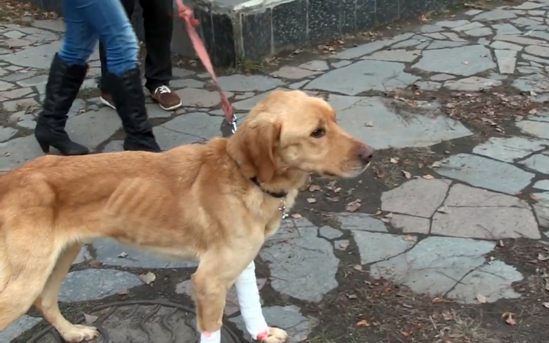 Люди і Суспільство: В Житомире жестокие хозяева устроили своей собаке «Освенцим». ВИДЕО