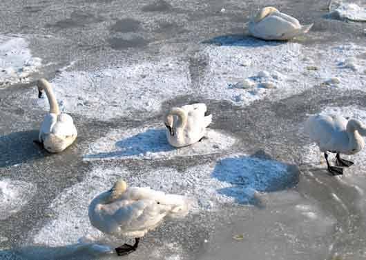 Надзвичайні події: В пруду на Житомирщине стая лебедей примерзла ко льду. ФОТО