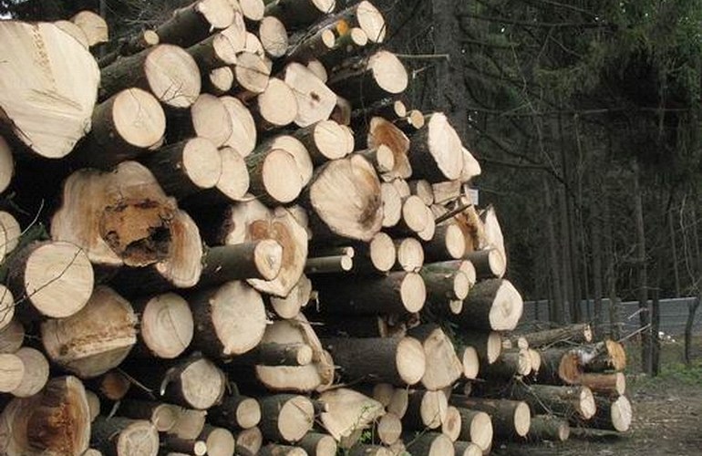 В Житомирской области незаконно срубили 740 деревьев – экологи