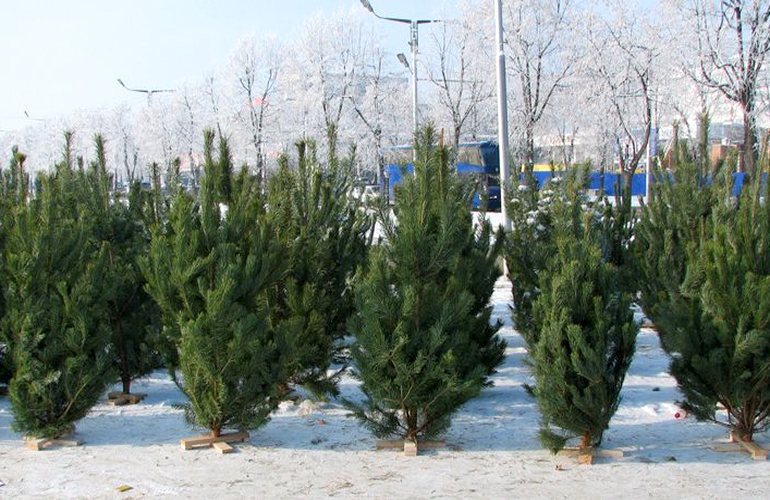 Выращенные в Житомирской области елки украшали дома в Киеве, Днепропетровске и на юге Украины