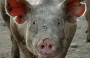 «Сморід виїдає очі». Люди потерпають від нестерпного запаху свиноферми на Житомирщині. ВІДЕО