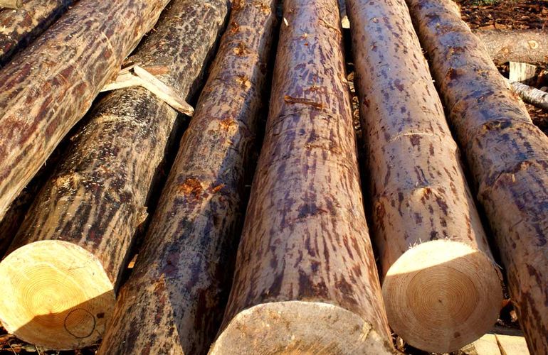Дерзкие лесорубы из соседней Ровенщины крадут лес в Новоград-Волынском районе
