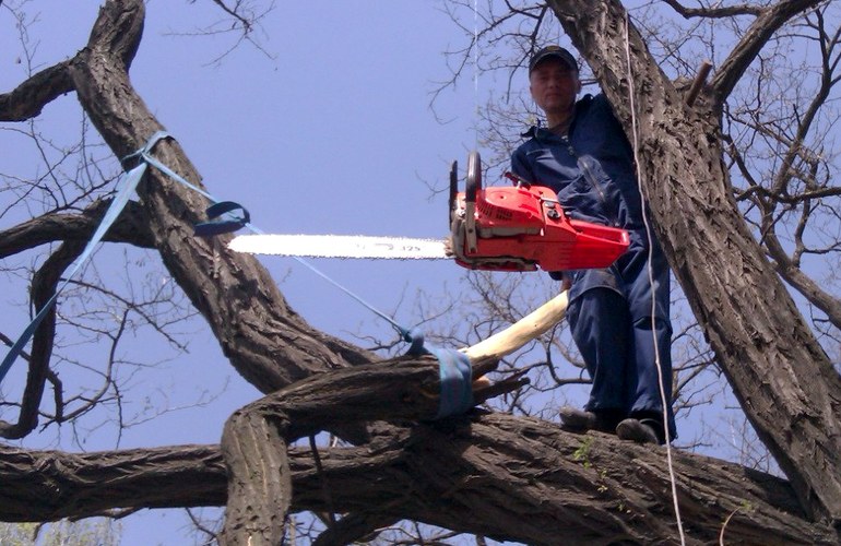 Житомирский исполком разрешил медицинскому центру срезать старые деревья и сделать сквер. ФОТО