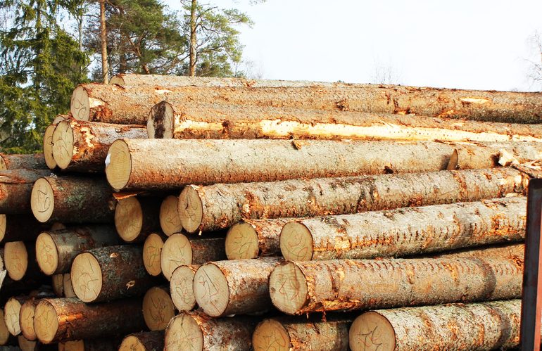 СБУ задержала житомирских коммерсантов, незаконно вывозивших сосновый лес в Азию