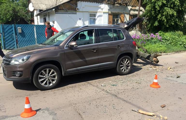 Старое дерево в Житомире рухнуло на автомобиль: мужчина с травмами попал в больницу. ФОТО