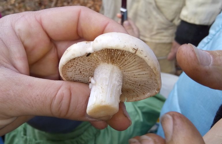 От отравления ядовитыми грибами в Житомире умер молодой мужчина
