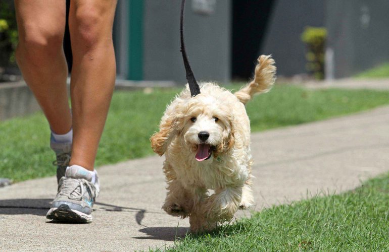 ​Житомиряне просят владельцев собак убирать за своими питомцами – петиция