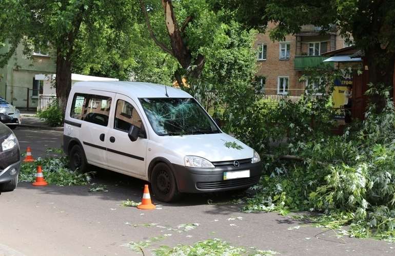 В Житомире огромная ветка дерева разбила автомобиль и перекрыла движение. ФОТО