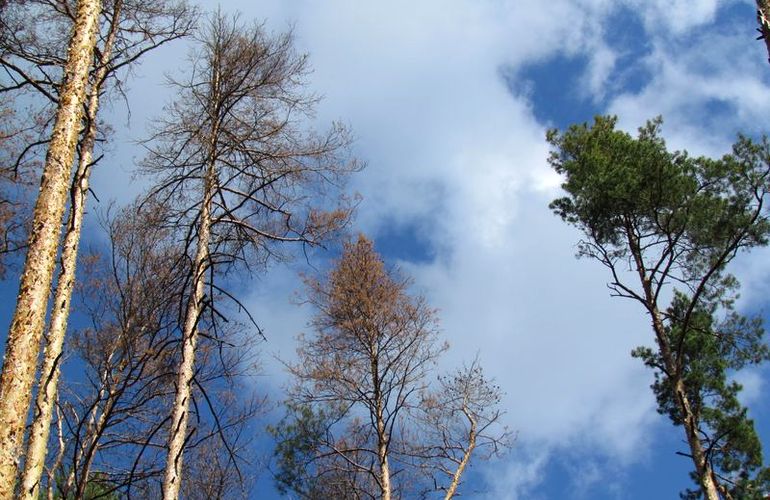 Сосна обычная под угрозой исчезновения в лесах Житомирщины. ФОТО
