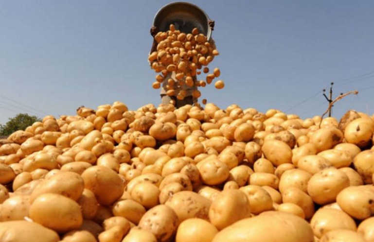 В мире существует более трех тысяч разновидностей картошки.