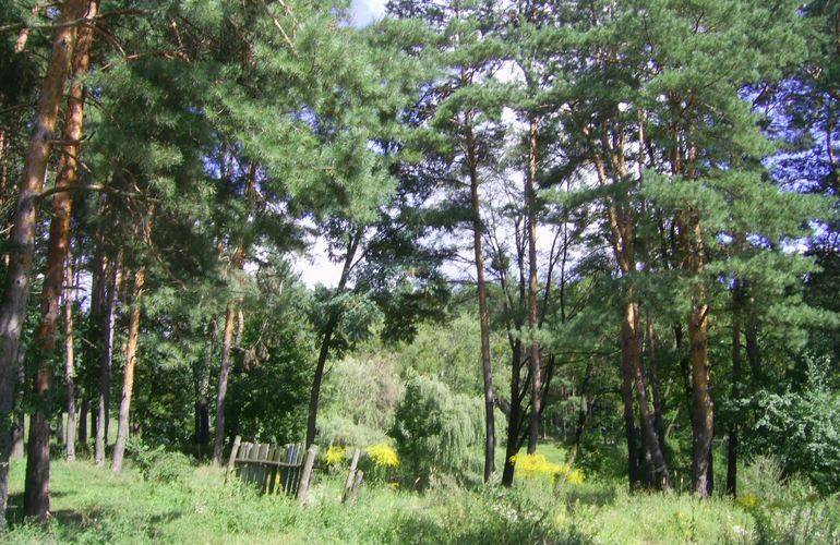 Сосновый лес в Житомире хотят отдать под застройку участникам АТО