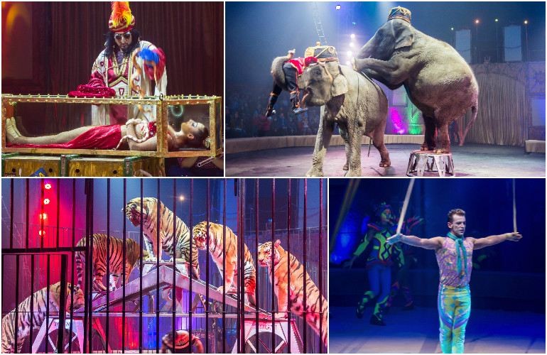 Всемирно известный цирк «Кобзов» привез в Житомир зрелищное шоу «Woozu». ФОТОРЕПОРТАЖ