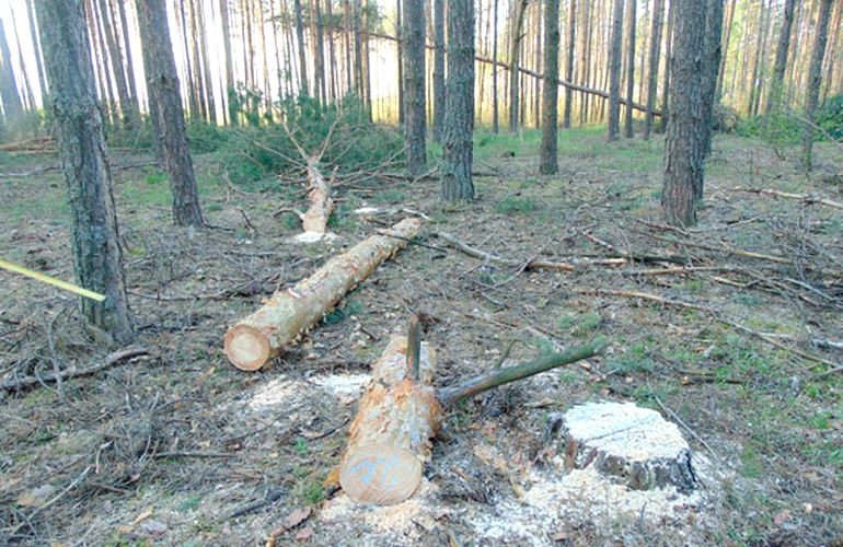 На Житомирщине задержан «грибник», который срезал в лесу 18 сосен