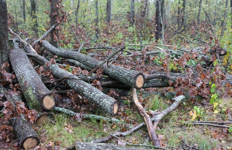 Нардеп Володимир Арешонков закликає боротися із лісовою мафією на Житомирщині