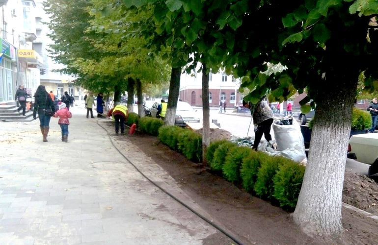 Зеленое благоустройство: на улице Театральной в Житомире высаживают декоративные туи. ФОТО