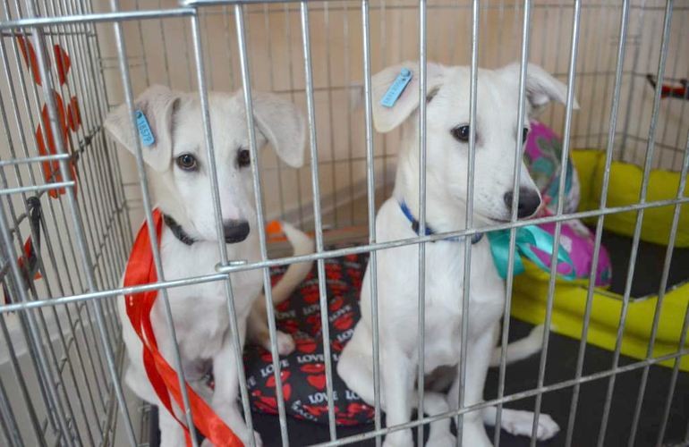 Центр защиты животных за месяц стерилизовал в Житомире более 400 собак