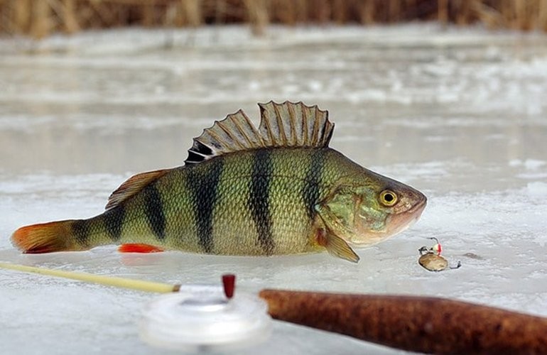 Зимняя рыбалка: перечень запретных мест на 15 реках в Житомирской области