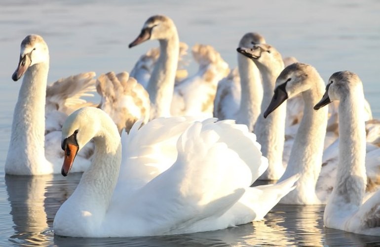 12 лебедей прилетели в житомирский Гидропарк. ФОТО
