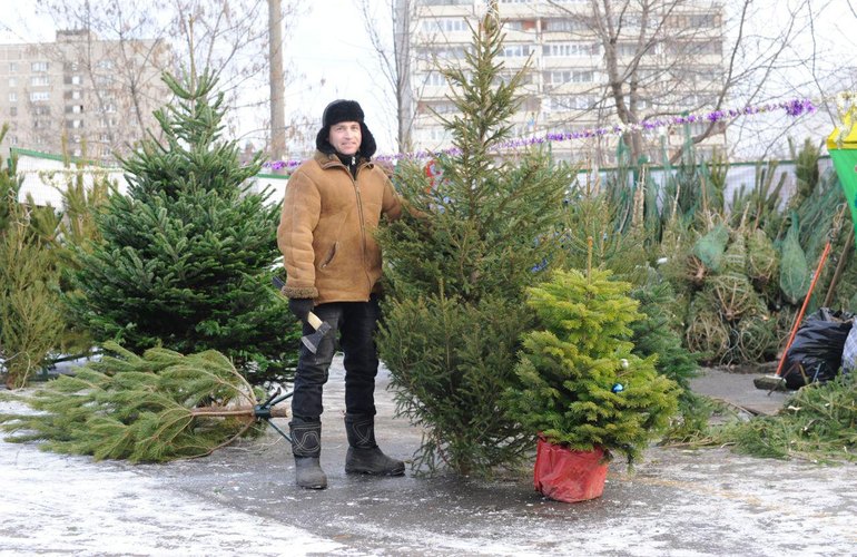 Копеечный штраф заплатят жители Житомирской области за вырубку елок и сосен к Новому году