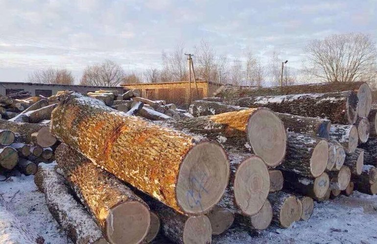 Незаконная вырубка: в Житомирской области обнаружили склад с 2000 колодами дуба. ФОТО