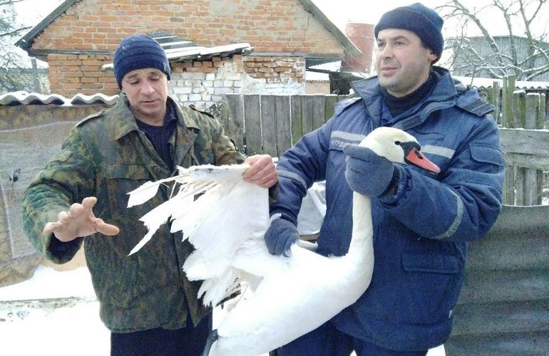 В Житомирской области спасли примерзшую ко льду пару лебедей
