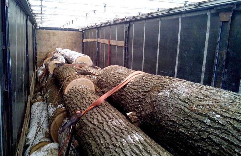 Незаконное срубленные дубы из Житомирской области «легализируют» и продают на Западную Украину