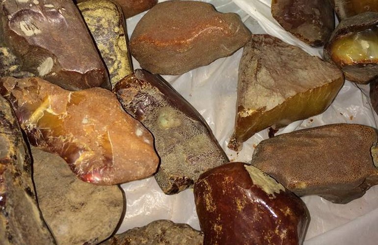 На севере Житомирской области в ходе обысков изъяли полтонны янтаря и оружие. ФОТО