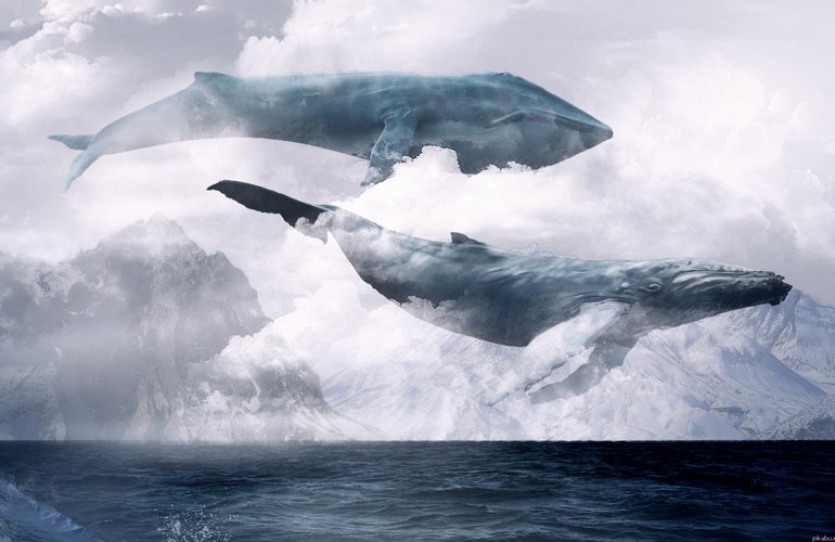 «Синий кит» доплыл до Житомирской области. Горожан предупреждают о смертельно опасной игре