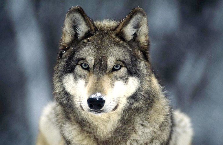 В райцентре Житомирской области мужик метлой выгонял волка из своего двора