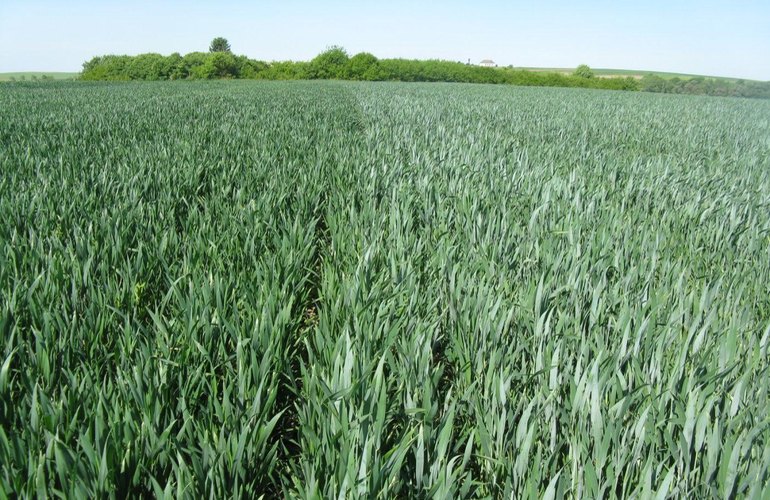 Система оптимального підживлення та якісного захисту від шкідників на посівах озимої пшениці
