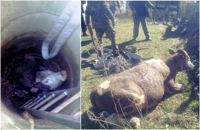 На Житомирщине корова упала в колодец: животное доставали спасатели, работники лесхоза и селяне