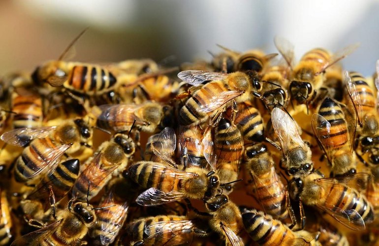Пчелиный детектив на Житомирщине: за сутки все насекомые пасечников внезапно вымерли. ВИДЕО