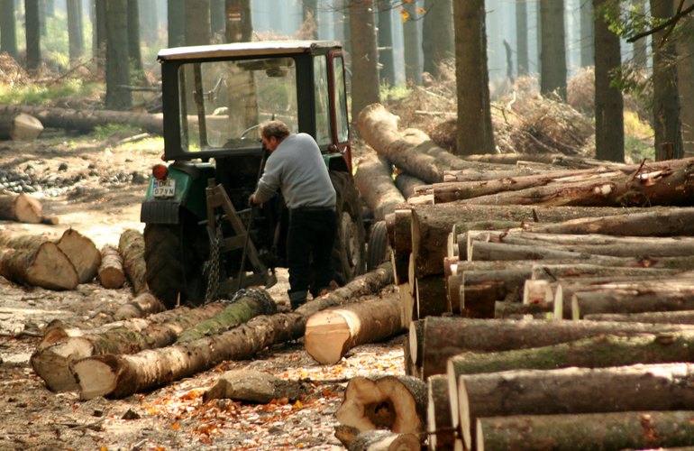 Мастер леса на Житомирщине не заметил, как срубили 240 деревьев: теперь его ждёт суд