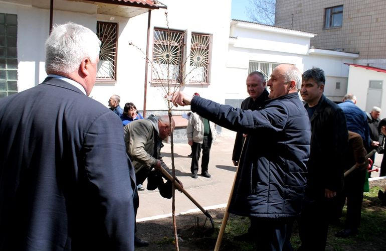 Більше 30 сакур висадили на території обласної лікарні в пам'ять про чорнобильців Житомирщини. ФОТО