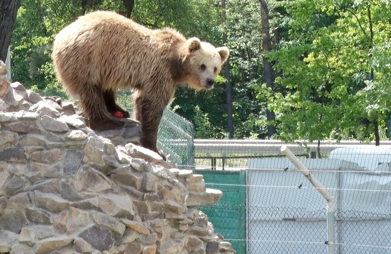 Косолапый приют: в 10 км от Житомира создали центр, в котором живут медведи. ВИДЕО
