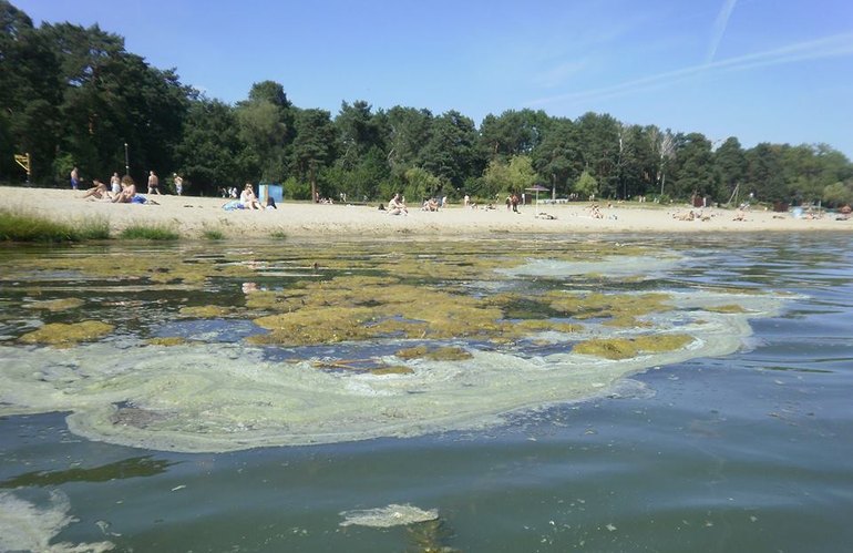 Цветение водорослей в реке Тетерев - чем опасно для здоровья человека?