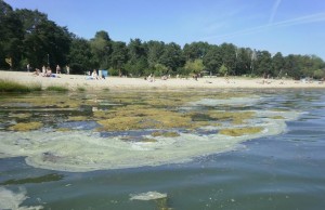 Цвітіння водоростей у річці Тетерев - чим небезпечне для здоров'я людини?