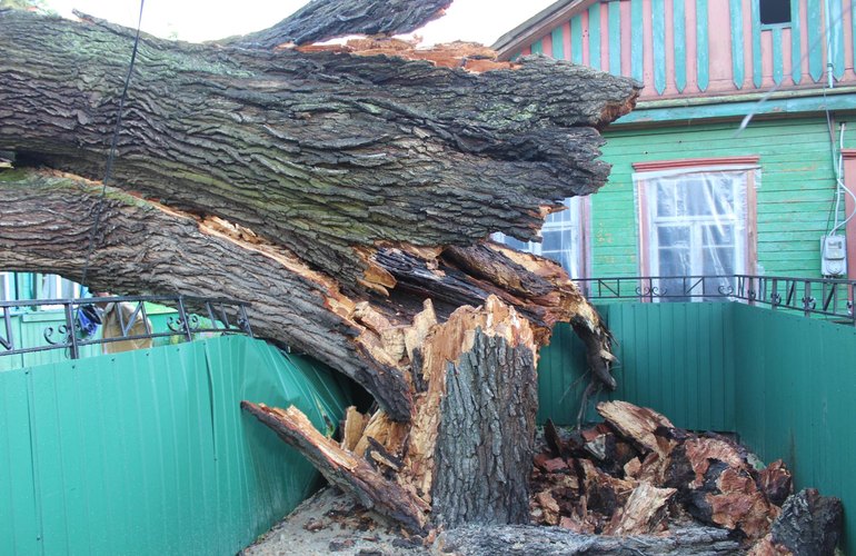 Огромный 700-летний дуб разрушил жилой дом в Житомирской области. ФОТО