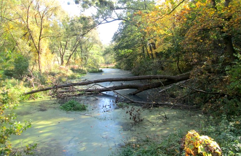 В рамках проекта бюджета участия в Житомире проводят очистку реки Каменка