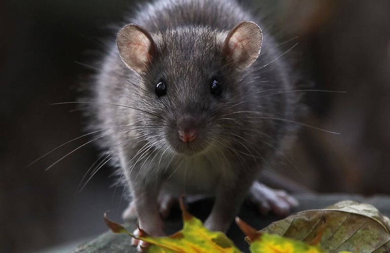 Крысы наводнили любимое место отдыха житомирян в микрорайоне Полевая