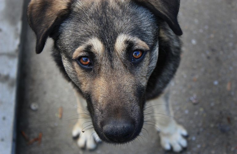 Волонтеры с помощью смартфонов подсчитают количество бездомных собак в Житомире