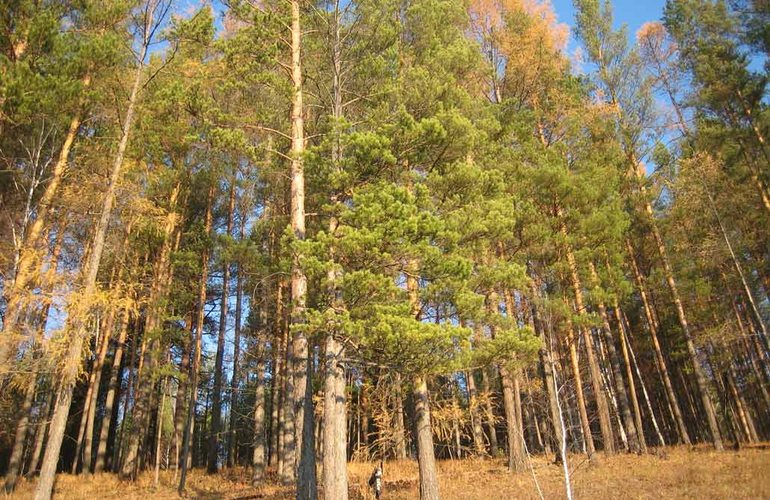 Жук-короед массово уничтожает леса Житомирской области