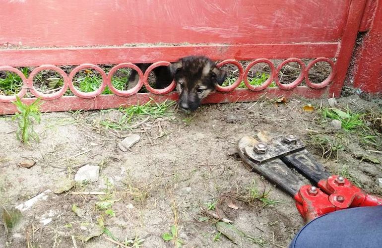 В Житомире пожарные спасали щенка, который застрял в заборе. ФОТО