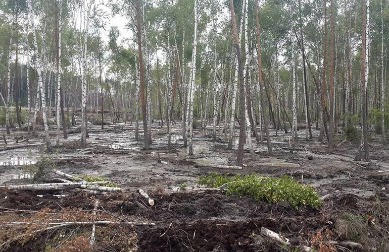 В лесах Житомирской области начали подсчитывать убытки, пречиненные копателями янтаря