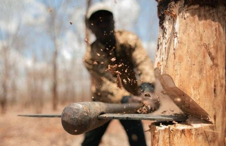 На Житомирщине «черные» лесорубы открыли стрельбу по полицейским