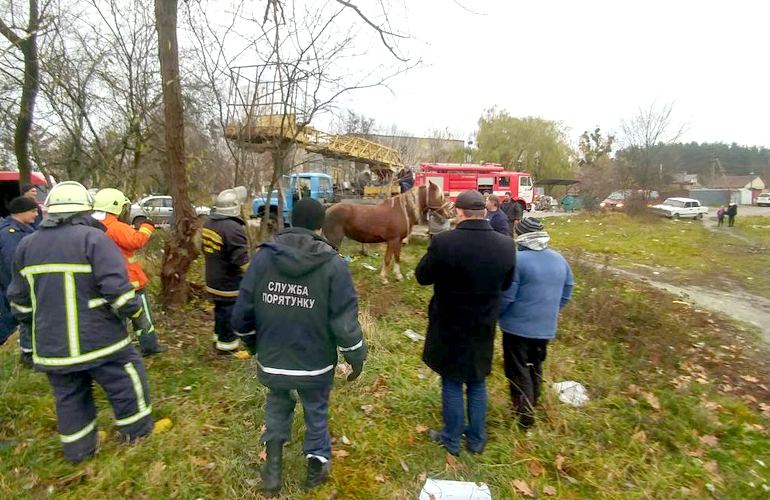 В Житомире спасатели около часа вытаскивали коня, упавшего в канализационный коллектор. ФОТО
