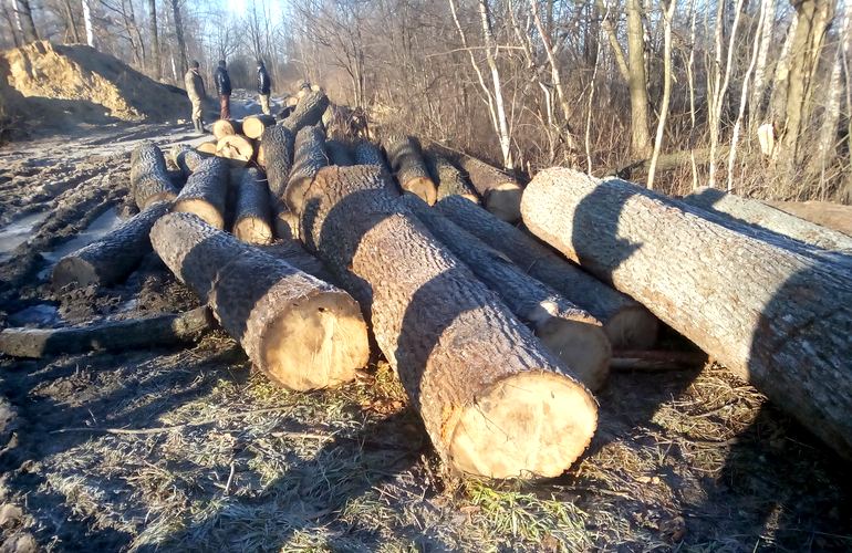 На окраине села в Житомирской области обнаружили более 70 дубовых бревен. ФОТО